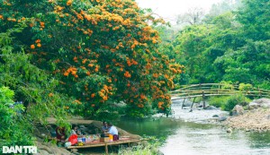 Trang rừng bung nở giữa rừng hút khách check-in ở Bình Định