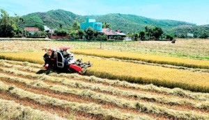 Mùa vui trên những cánh đồng lớn cho thu 'vàng mười' ở Tuy Phước