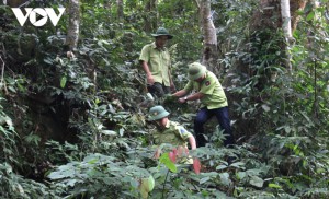 Bình Định chủ động triển khai lực lượng tại chỗ trong phòng chống cháy rừng