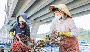 Mùa thu hoạch hàu dưới chân cầu Đề Gi