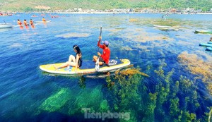 'Cánh đồng vàng' rong mơ làng Nhơn Hải hút hồn du khách