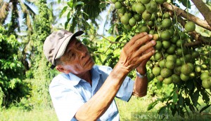 Đây là các mô hình làm giàu hiệu quả của nông dân Bình Định, vườn xanh mướt, đất trù phú hẳn lên