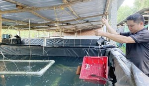 Bình Định: Loại cá nạc thịt bán với giá 500.000 đồng/kg