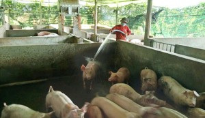 Chăn nuôi liên kết, hết lo đầu ra