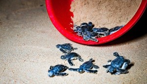 Bảo vệ rùa biển, nhiều tập thể và cá nhân ở Bình Định được khen thưởng